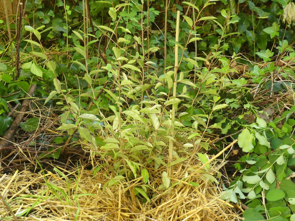 Essbare Ölweide (Elaeagnus multiflora)