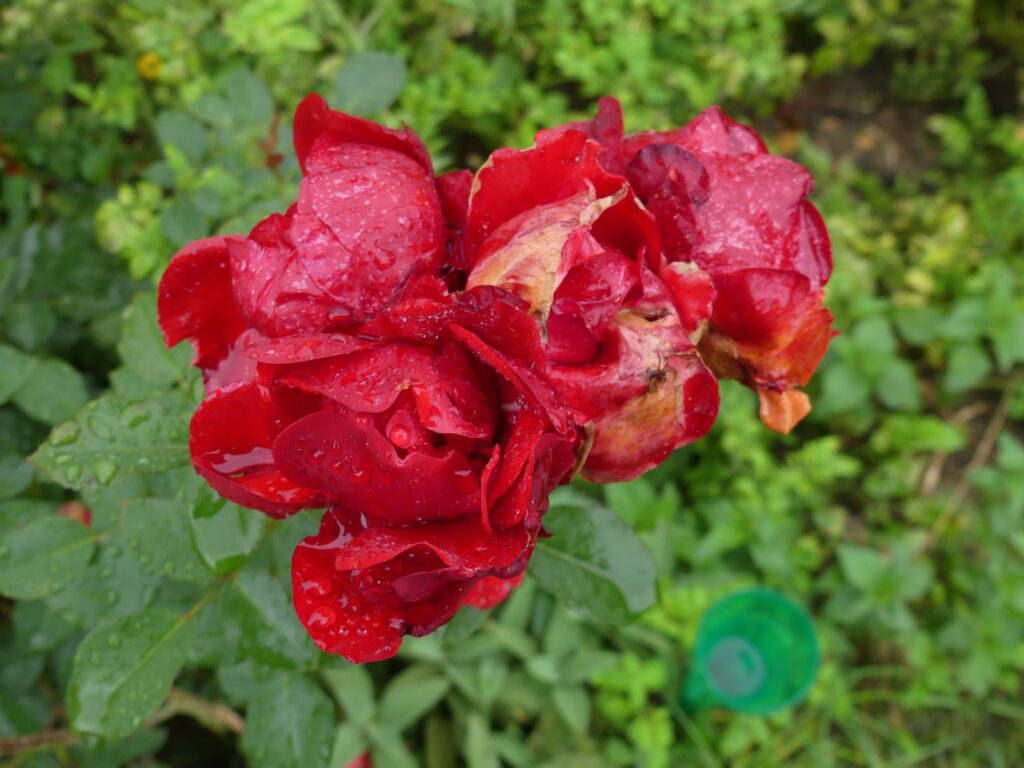 Der Sommer ist vorbei - Rosen nach dem Regen