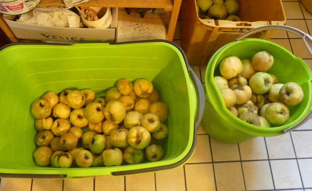 Quitte - auch bei Trockenheit gute Ernte